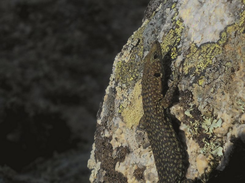 Lucertole del Bedriaga....tra i graniti della Gallura